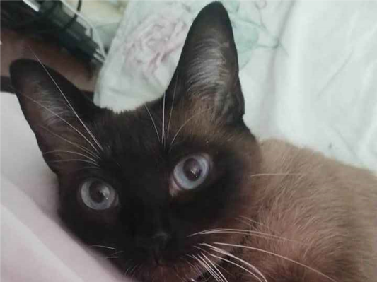 Gato Procura-Perdido Fêmea Médio 6 anos Acima 