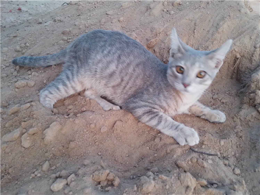 Gato para adoção Ambos Pequeno 2 a 6 meses