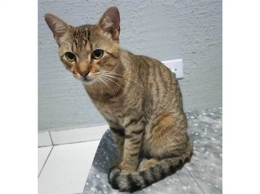 Gato Procura-Perdido Macho Médio 1 ano 