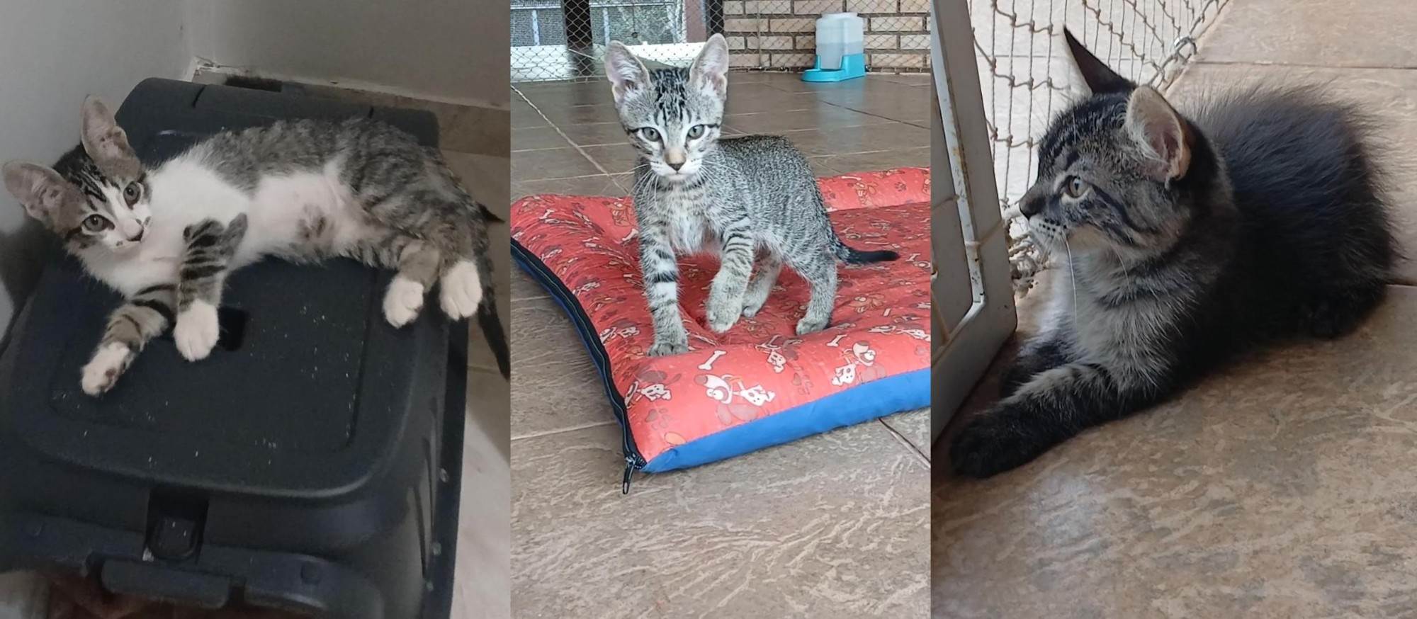 Gatinho e gatinhas - 2 meses - FIV-FeLV negativos - Vacinas e castração garantida  para adoção | foto 2