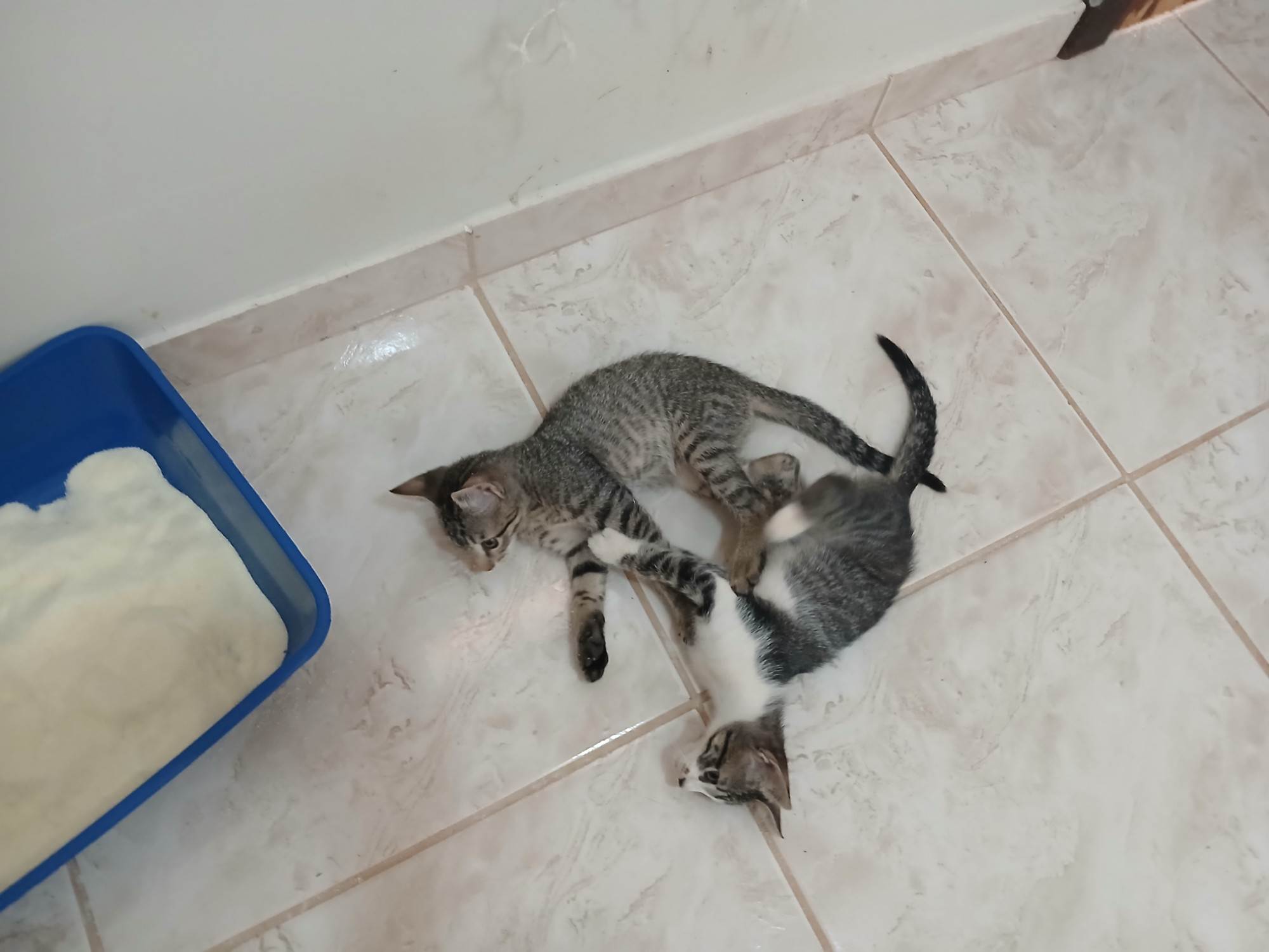 Gatinho e gatinhas - 2 meses - FIV-FeLV negativos - Vacinas e castração garantida  para adoção | foto 3