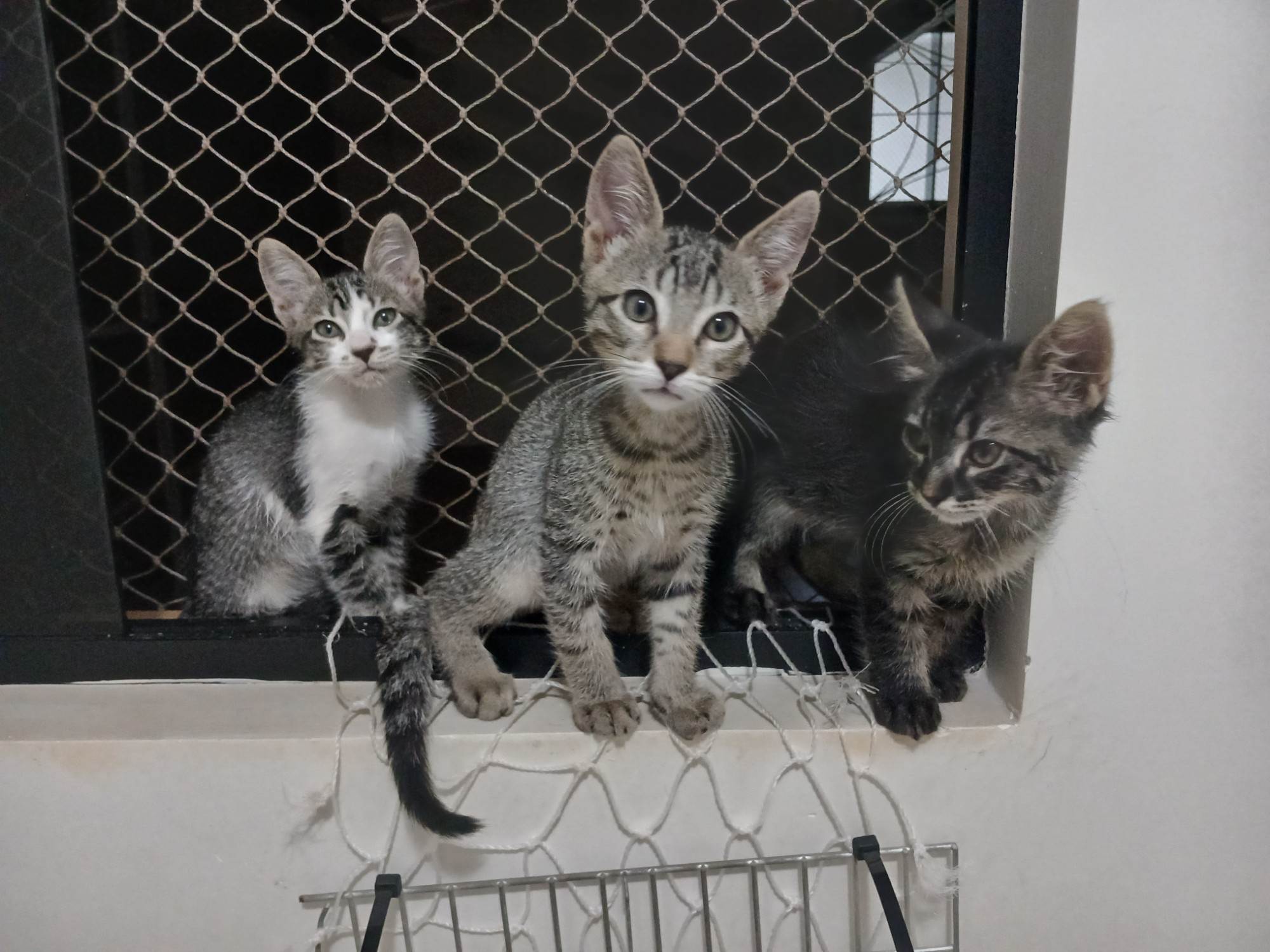 Gatinho e gatinhas - 2 meses - FIV-FeLV negativos - Vacinas e castração garantida  para adoção | foto 5