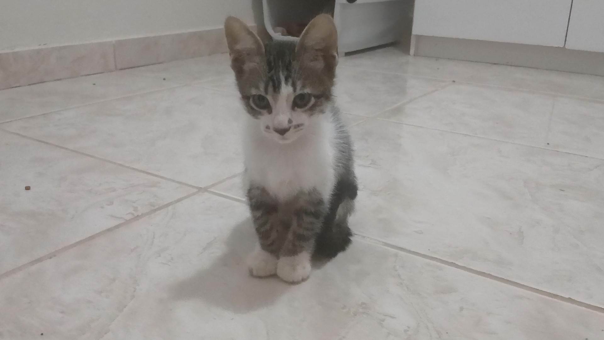 Gatinho e gatinhas - 2 meses - FIV-FeLV negativos - Vacinas e castração garantida  para adoção | foto 6