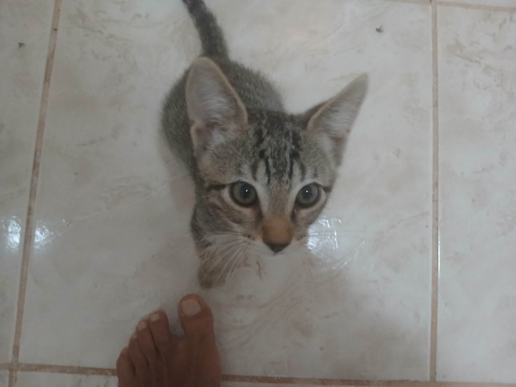 Gatinho e gatinhas - 2 meses - FIV-FeLV negativos - Vacinas e castração garantida  para adoção | foto 7