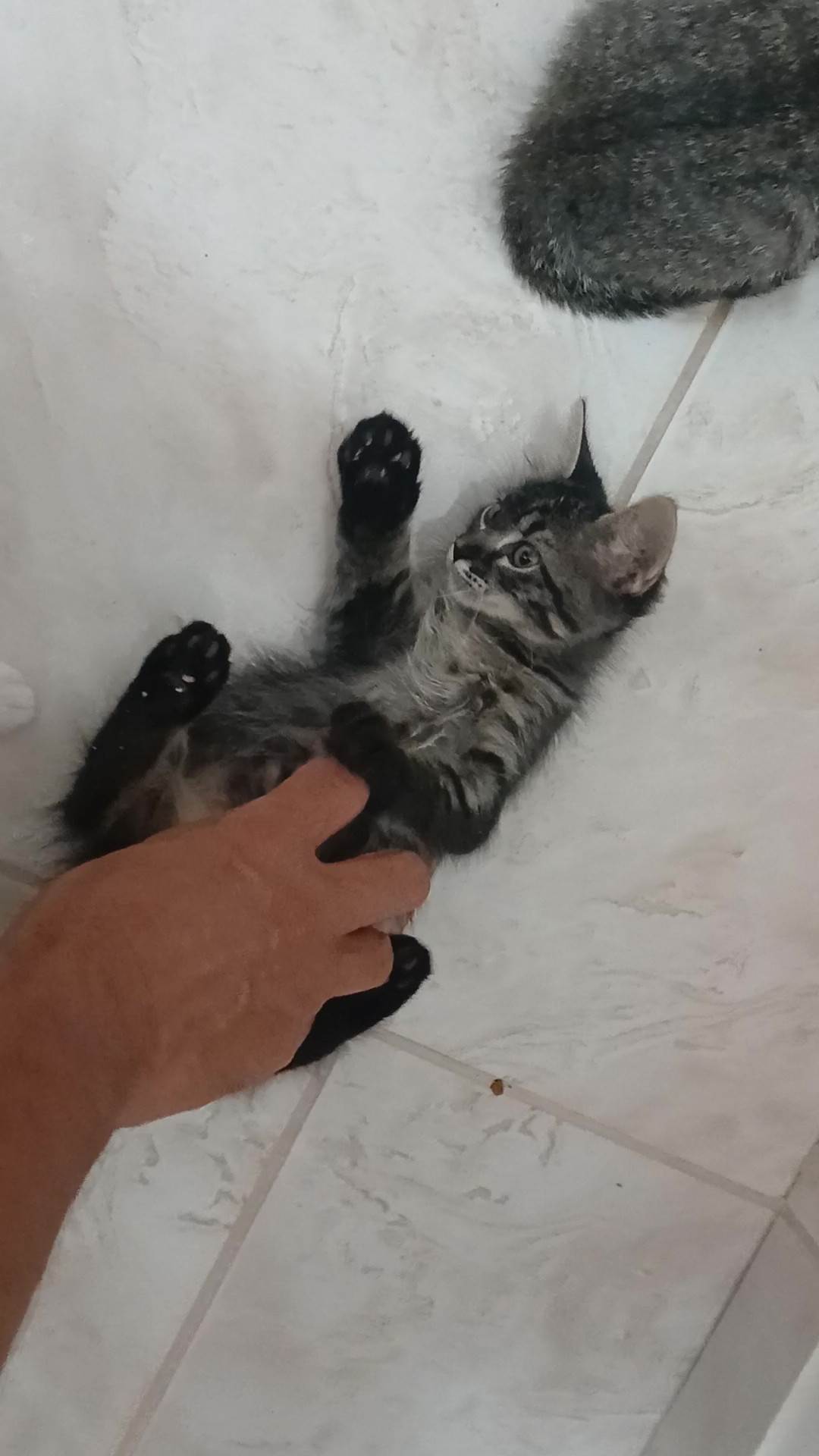 Gatinho e gatinhas - 2 meses - FIV-FeLV negativos - Vacinas e castração garantida  para adoção | foto 8
