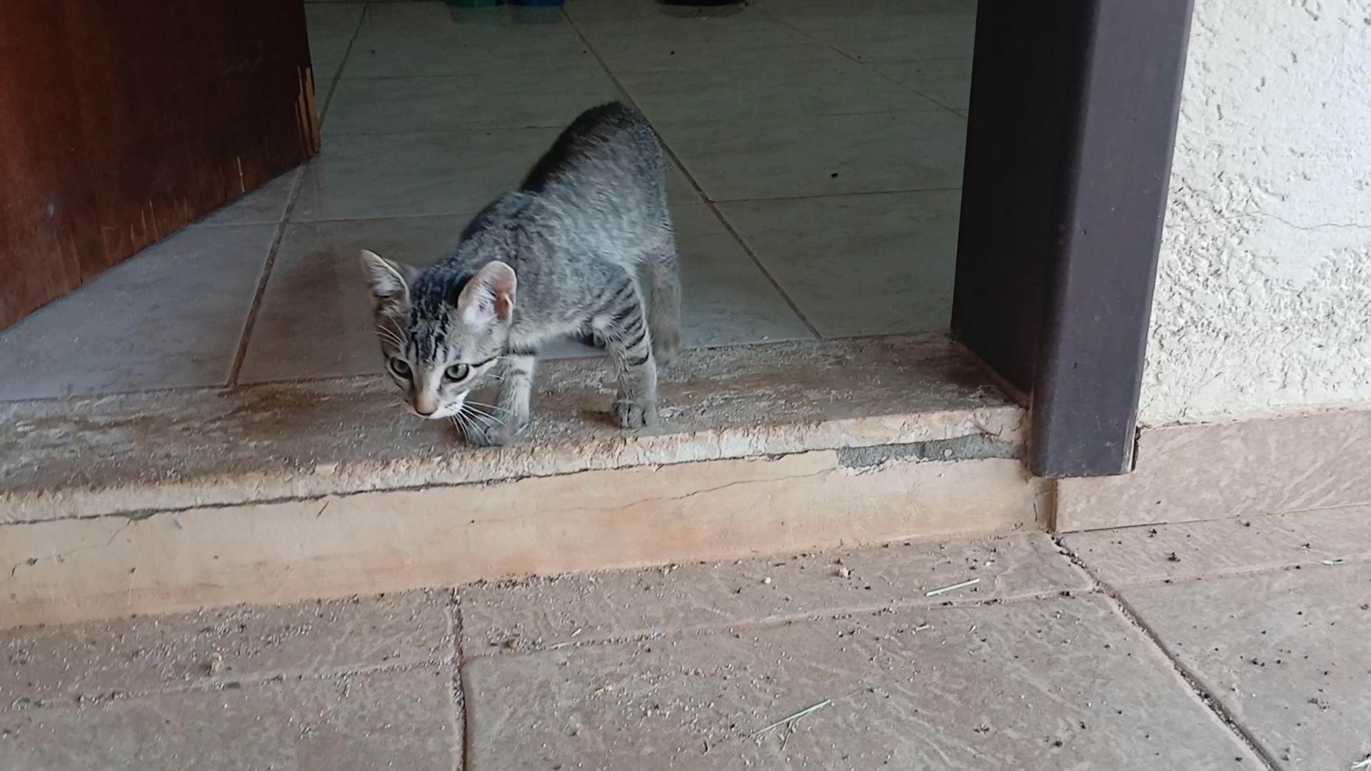 Gatinho e gatinhas - 2 meses - FIV-FeLV negativos - Vacinas e castração garantida  para adoção | foto 9