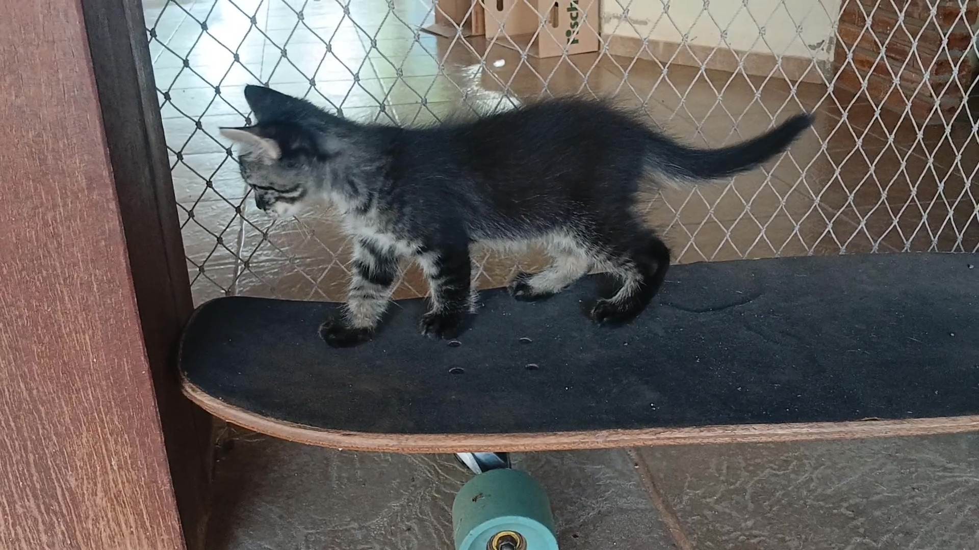 Gatinho e gatinhas - 2 meses - FIV-FeLV negativos - Vacinas e castração garantida  para adoção | foto 10