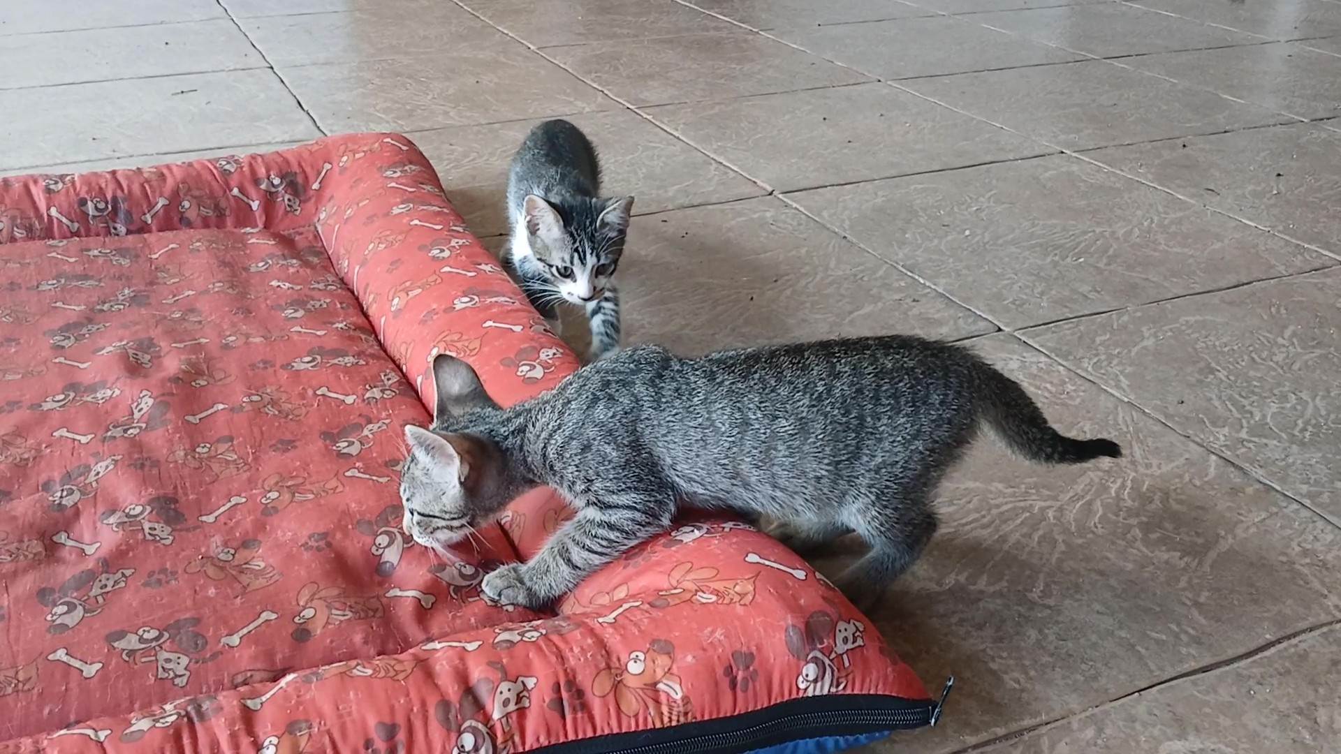 Gatinho e gatinhas - 2 meses - FIV-FeLV negativos - Vacinas e castração garantida  para adoção | foto 11