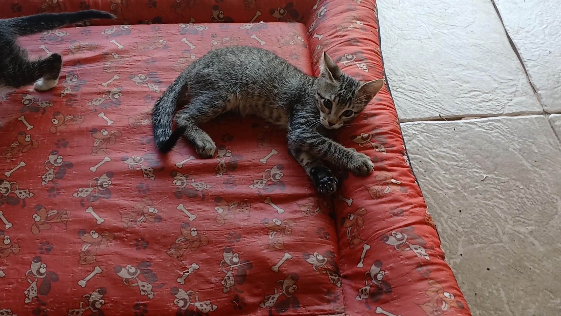 Gatinho e gatinhas - 2 meses - FIV-FeLV negativos - Vacinas e castração garantida  para adoção | foto 14
