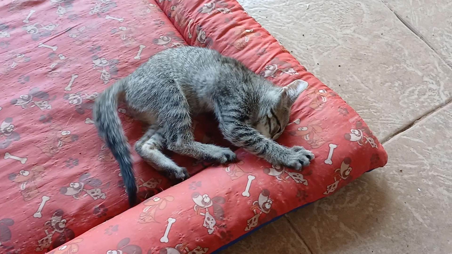 Gatinho e gatinhas - 2 meses - FIV-FeLV negativos - Vacinas e castração garantida  para adoção | foto 16