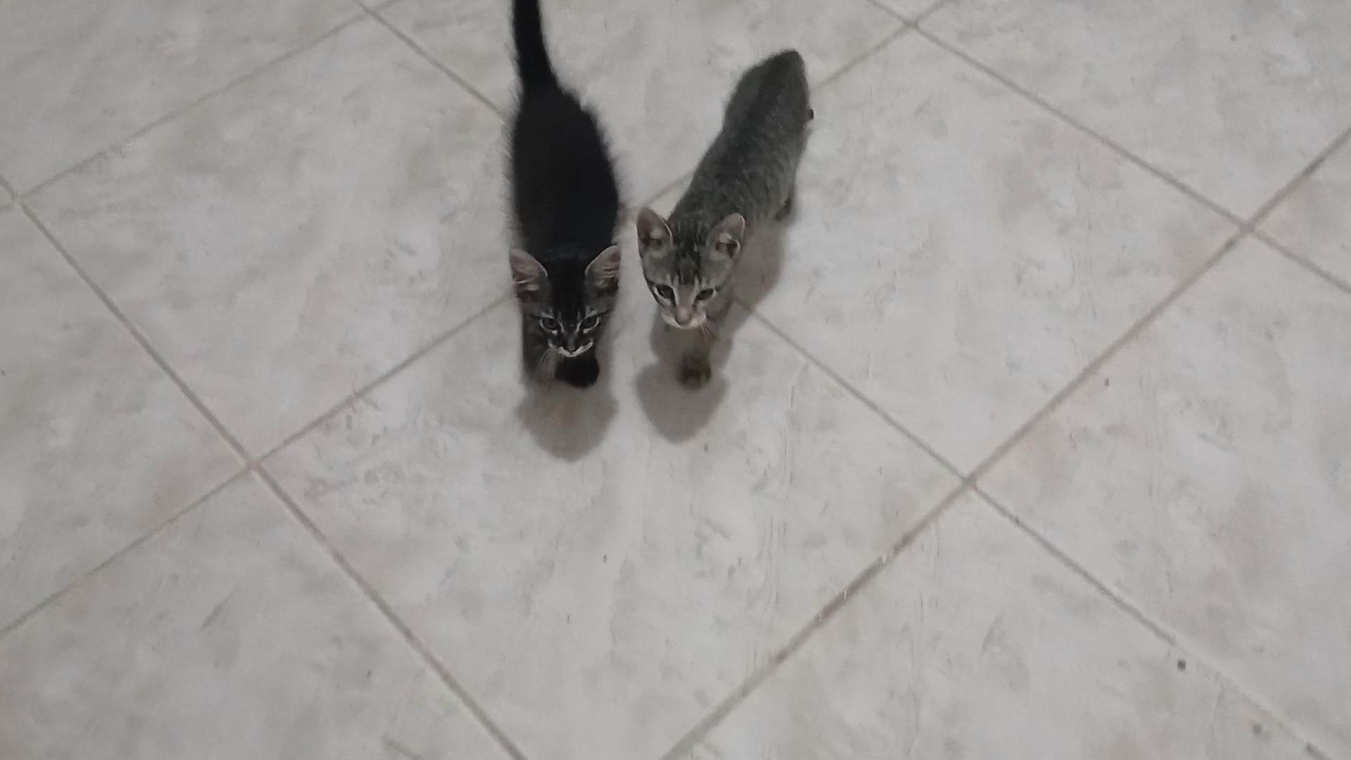 Gatinho e gatinhas - 2 meses - FIV-FeLV negativos - Vacinas e castração garantida  para adoção | foto 19