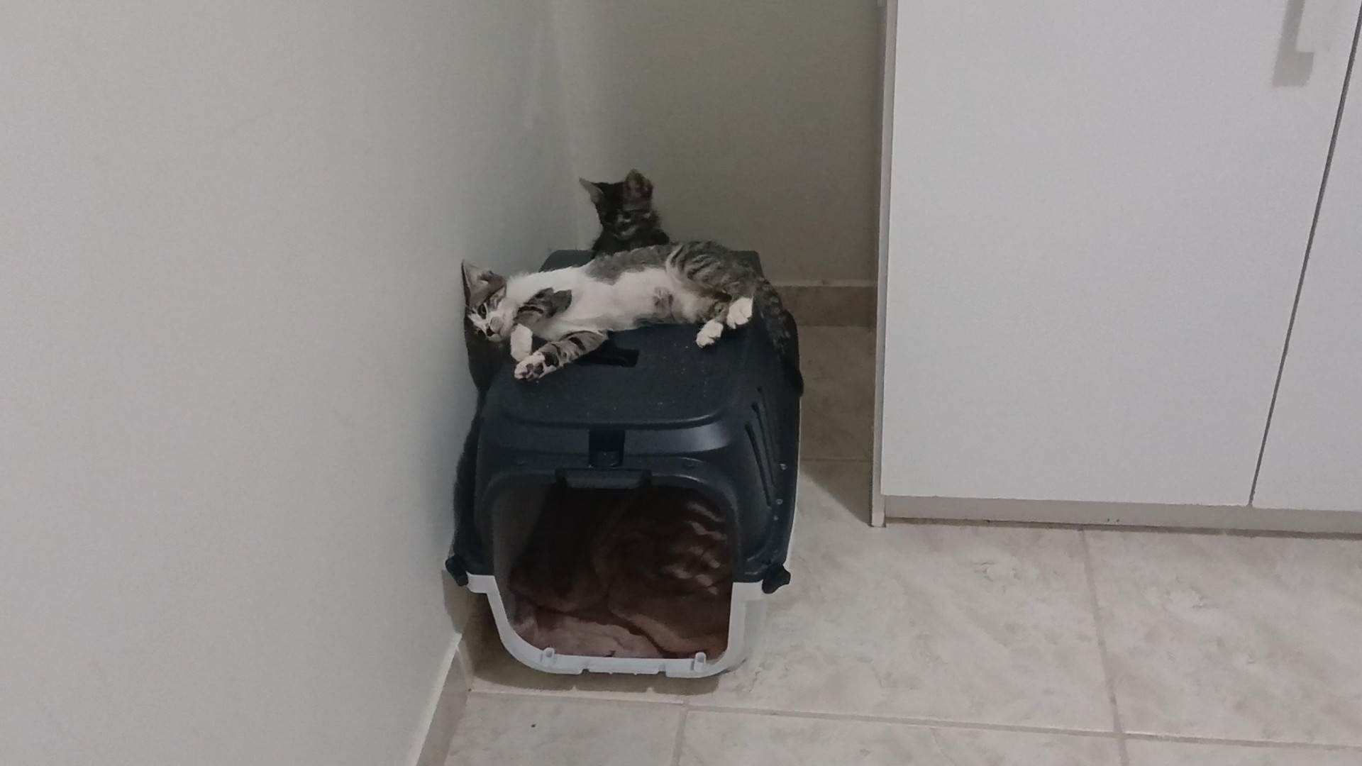 Gatinho e gatinhas - 2 meses - FIV-FeLV negativos - Vacinas e castração garantida  para adoção | foto 20