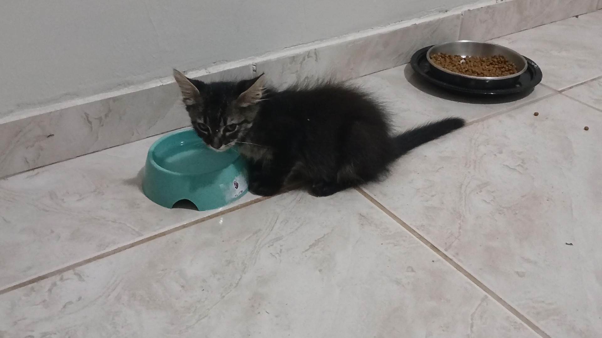 Gatinho e gatinhas - 2 meses - FIV-FeLV negativos - Vacinas e castração garantida  para adoção | foto 22