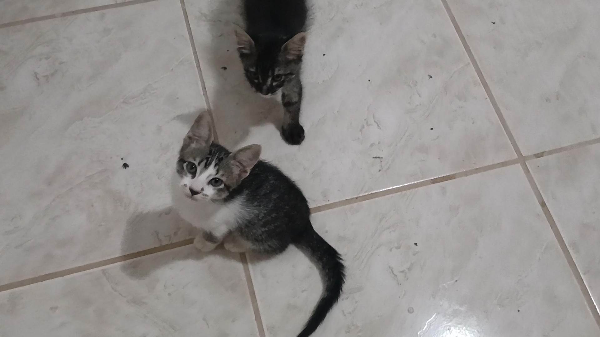 Gatinho e gatinhas - 2 meses - FIV-FeLV negativos - Vacinas e castração garantida  para adoção | foto 23