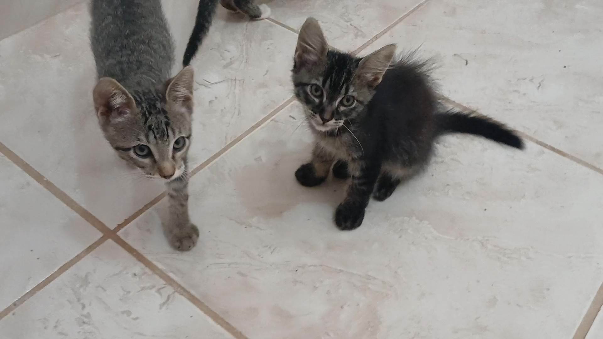 Gatinho e gatinhas - 2 meses - FIV-FeLV negativos - Vacinas e castração garantida  para adoção | foto 24
