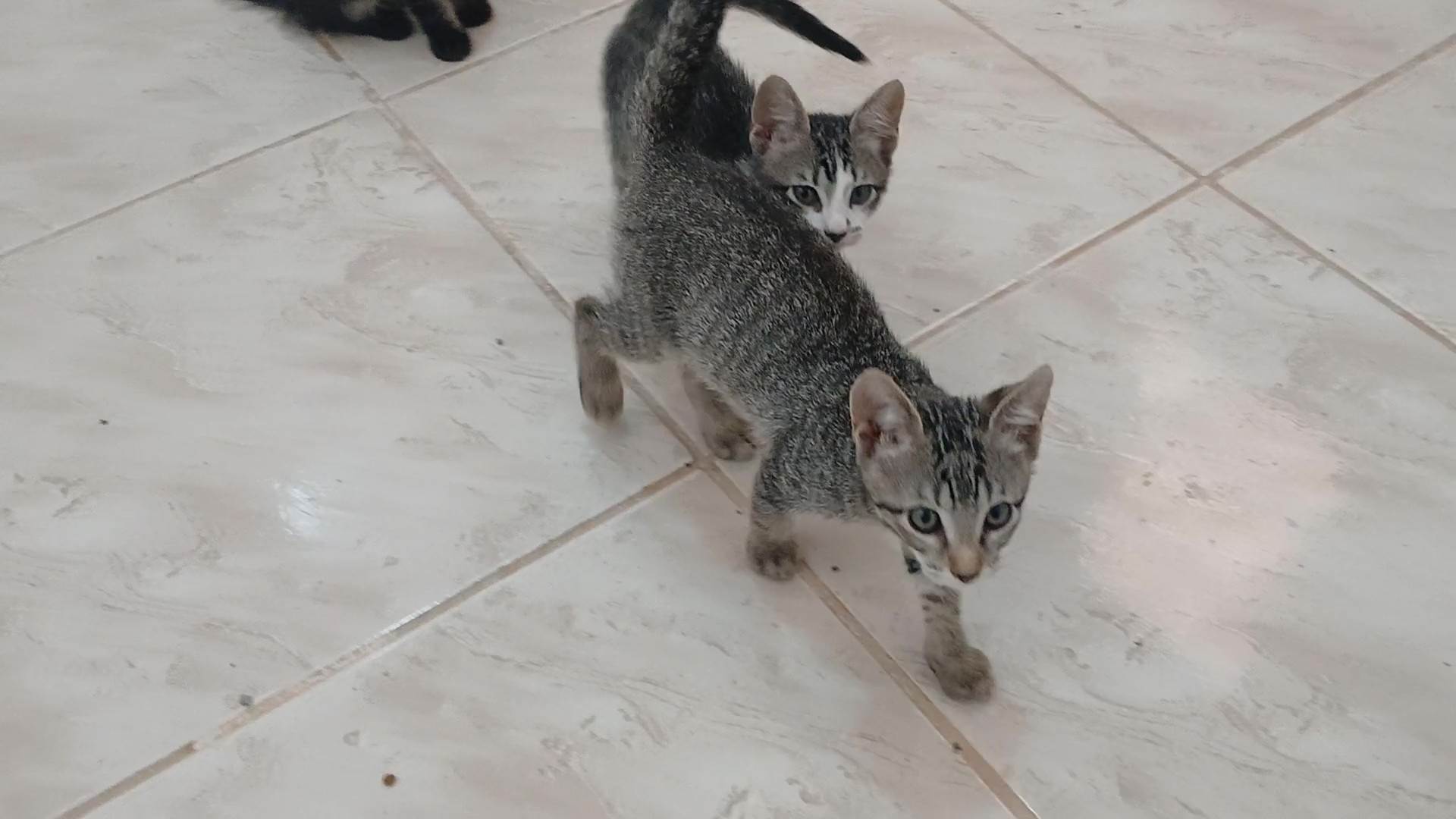 Gatinho e gatinhas - 2 meses - FIV-FeLV negativos - Vacinas e castração garantida  para adoção | foto 25