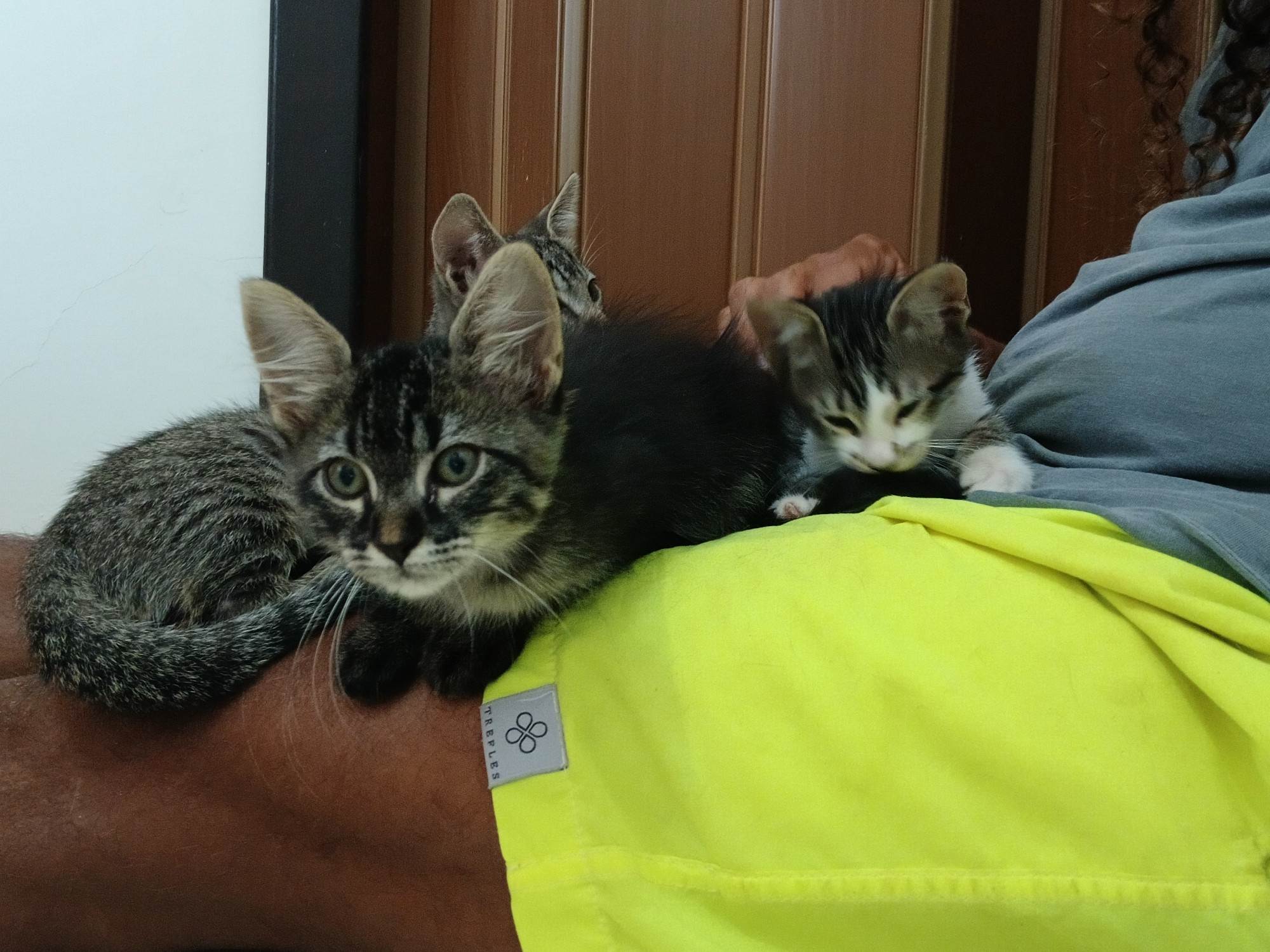 Gatinho e gatinhas - 2 meses - FIV-FeLV negativos - Vacinas e castração garantida  para adoção | foto 28