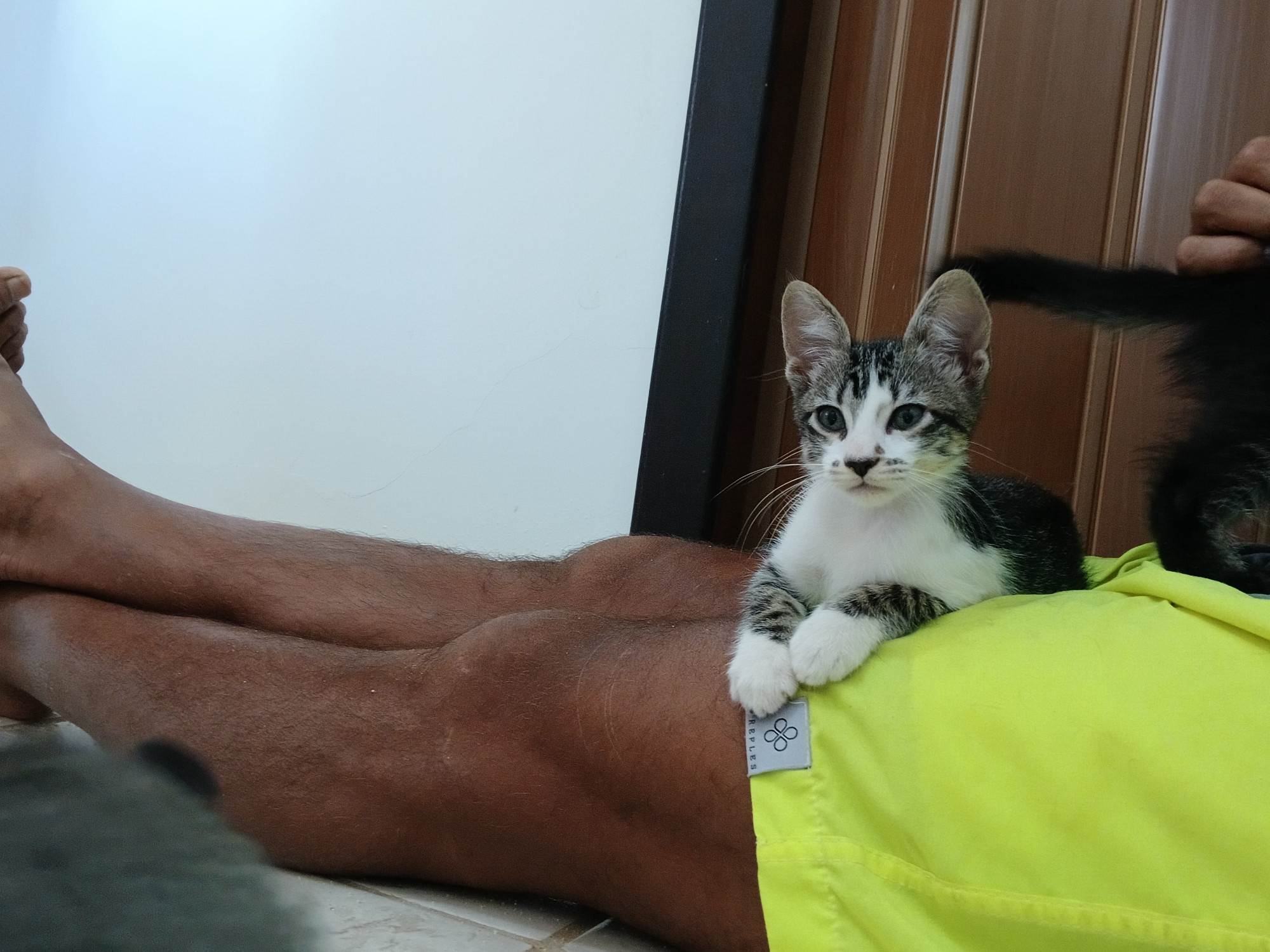 Gatinho e gatinhas - 2 meses - FIV-FeLV negativos - Vacinas e castração garantida  para adoção | foto 29