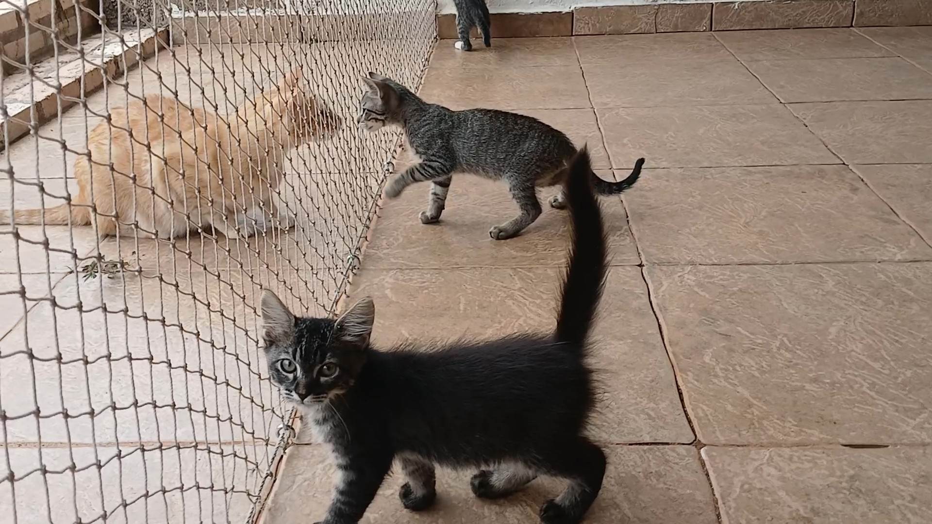 Gatinho e gatinhas - 2 meses - FIV-FeLV negativos - Vacinas e castração garantida  para adoção | foto 31