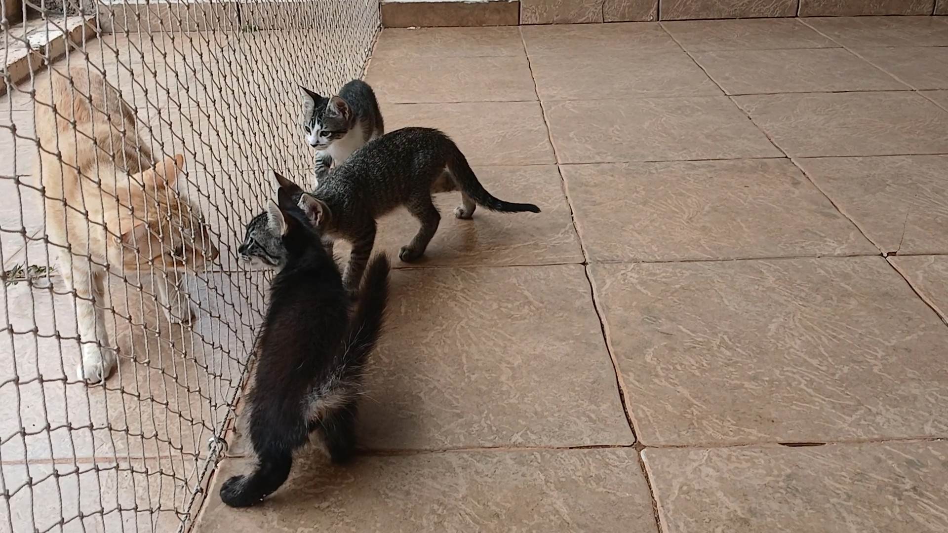 Gatinho e gatinhas - 2 meses - FIV-FeLV negativos - Vacinas e castração garantida  para adoção | foto 32