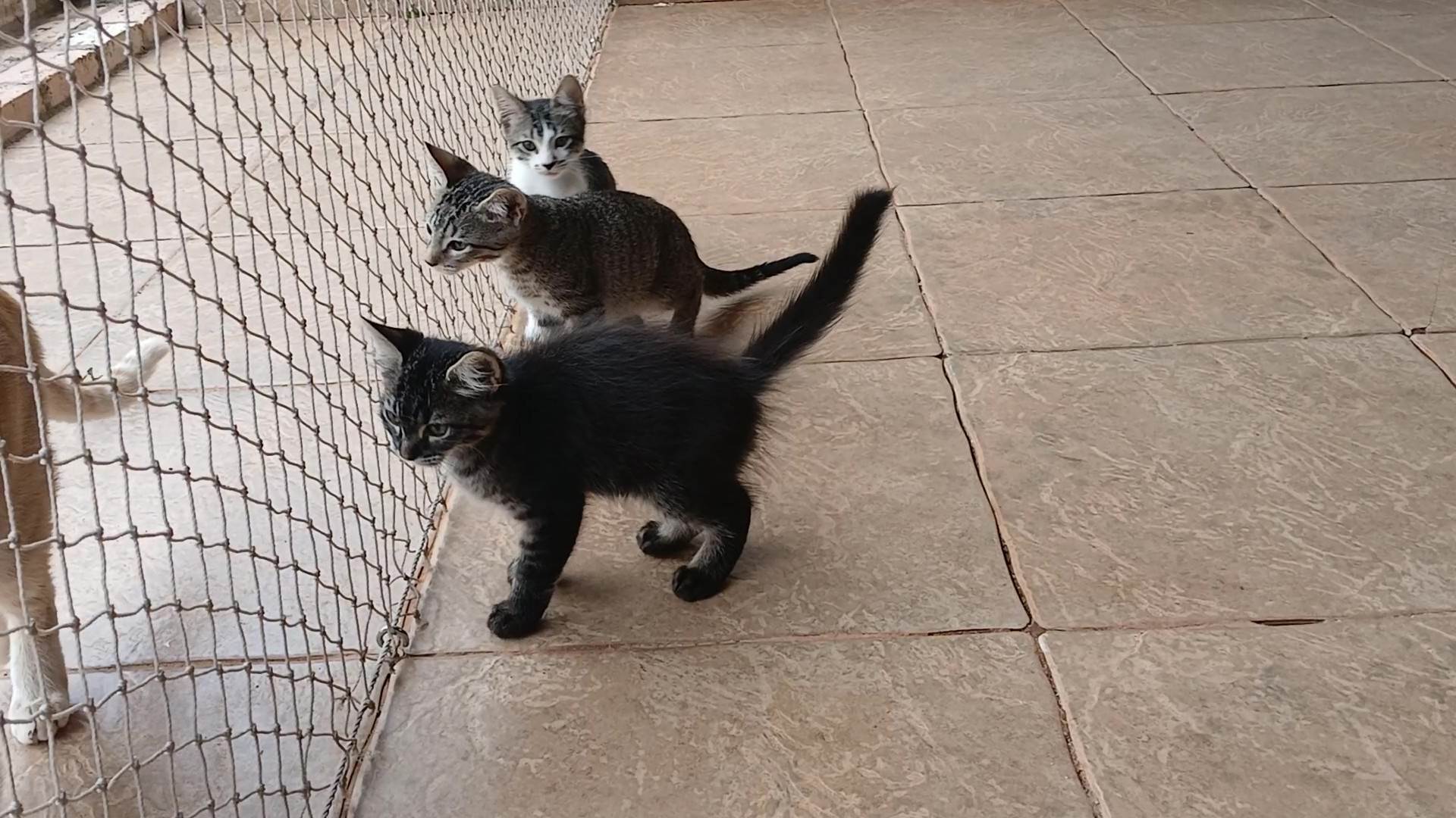 Gatinho e gatinhas - 2 meses - FIV-FeLV negativos - Vacinas e castração garantida  para adoção | foto 33