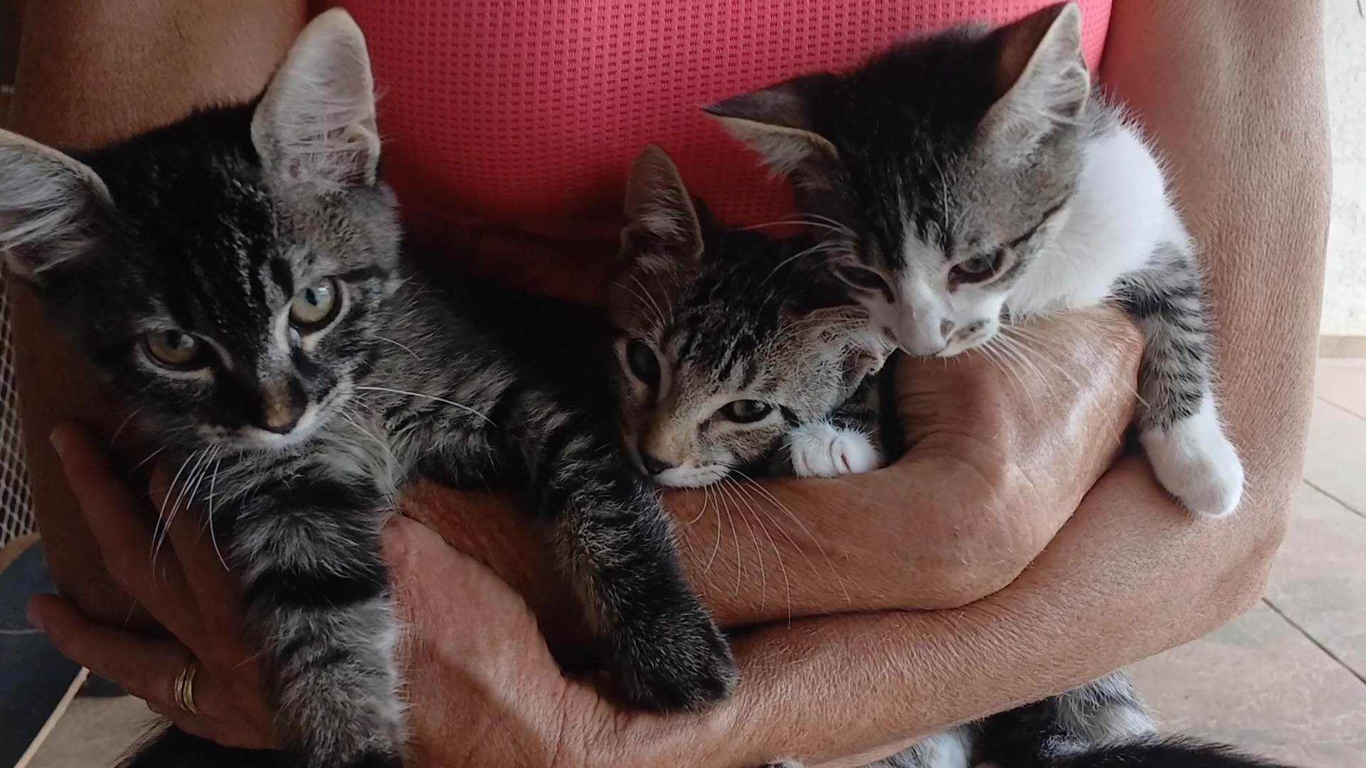 Gatinho e gatinhas - 2 meses - FIV-FeLV negativos - Vacinas e castração garantida  para adoção | foto 35