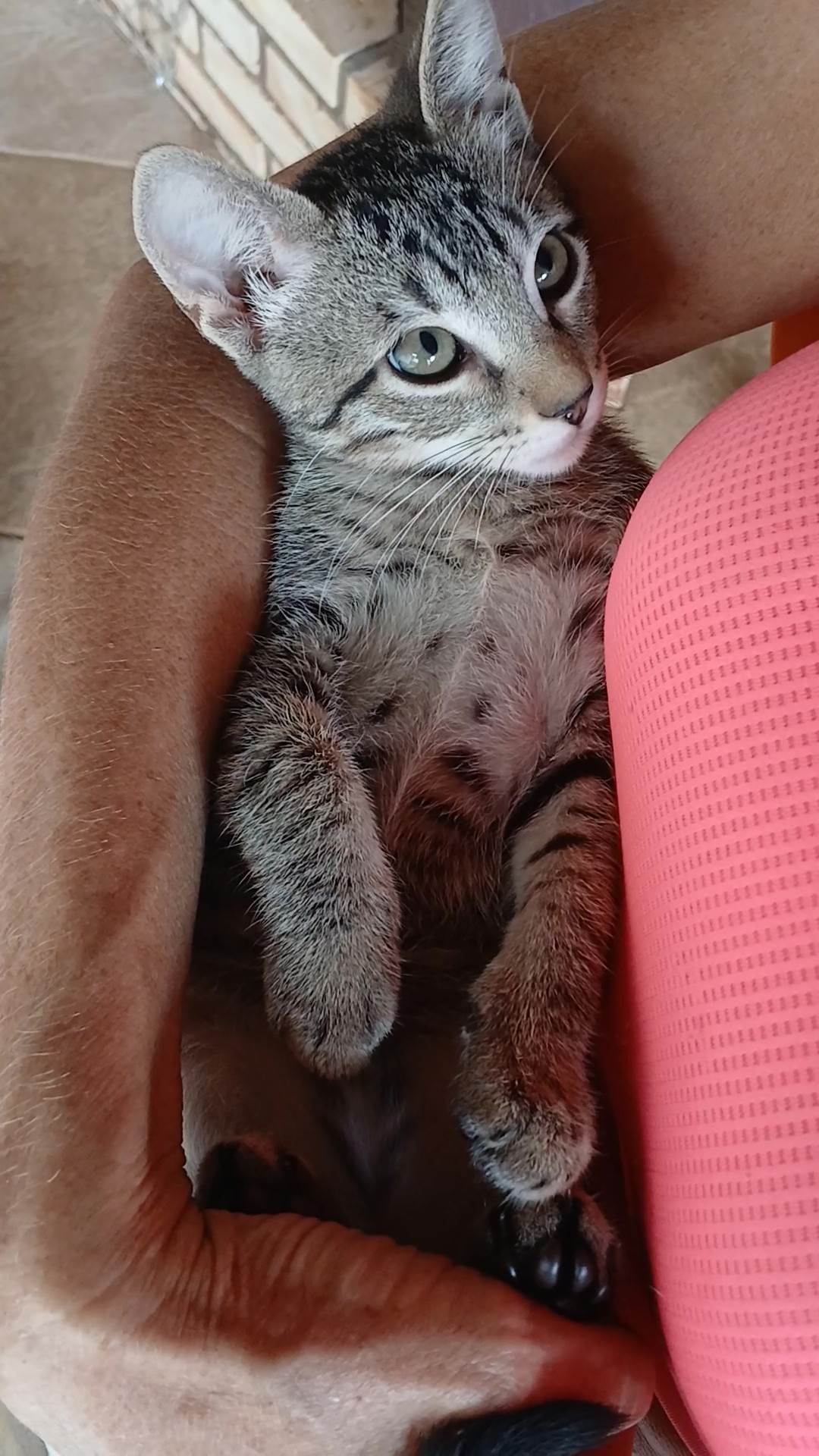 Gatinho e gatinhas - 2 meses - FIV-FeLV negativos - Vacinas e castração garantida  para adoção | foto 37