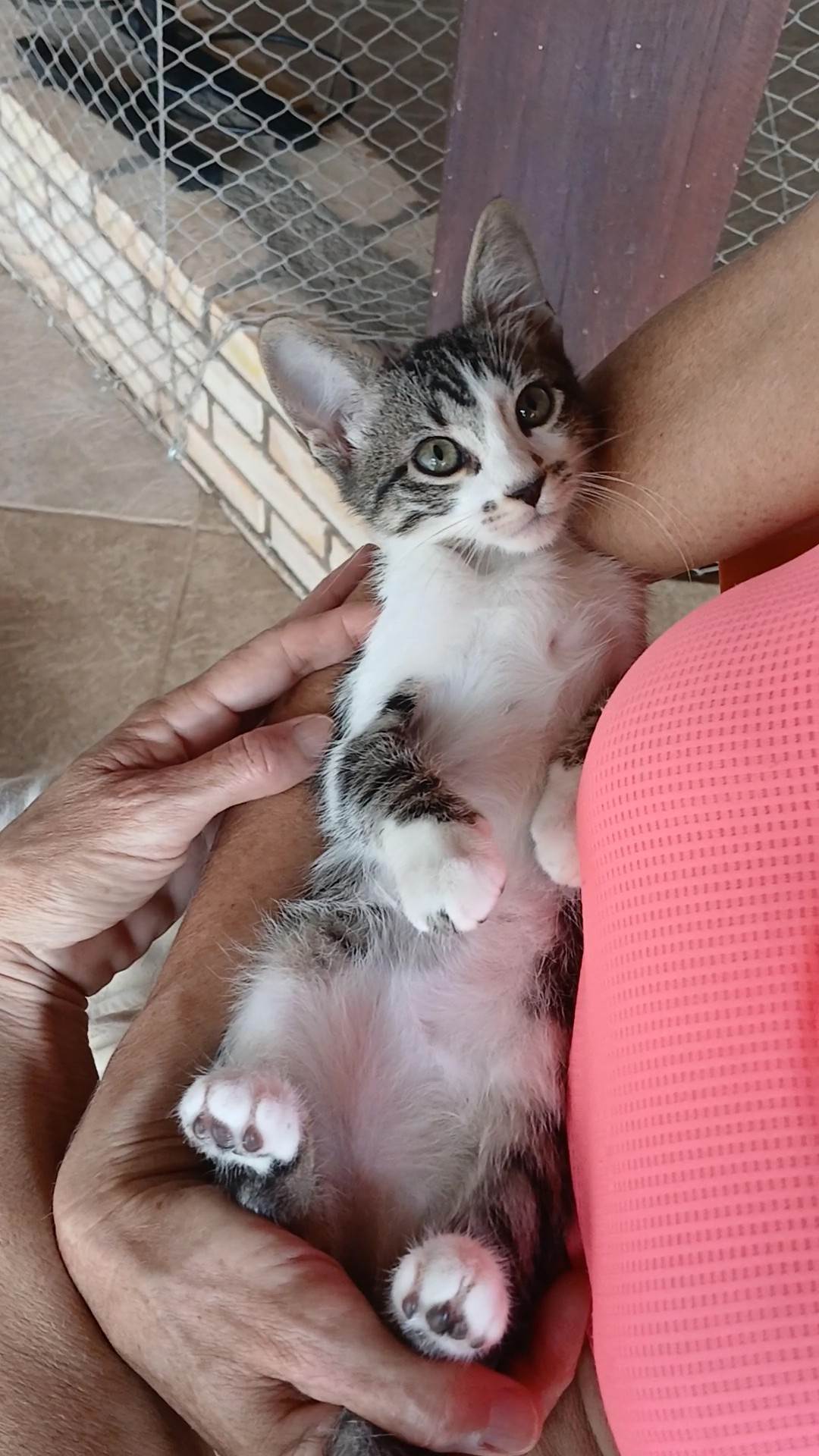 Gatinho e gatinhas - 2 meses - FIV-FeLV negativos - Vacinas e castração garantida  para adoção | foto 39