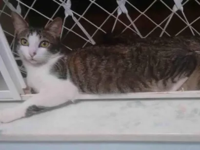 Gato SRD-ViraLata Grande 6-anos-Acima