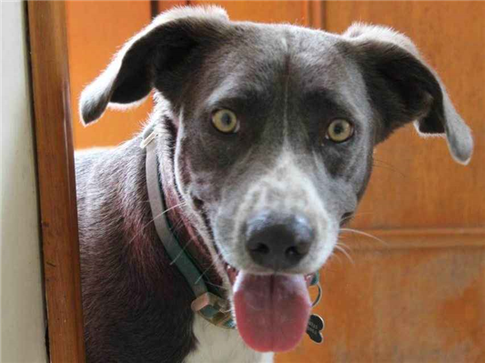 Cachorro cão para adoção Macho Médio  3 anos 