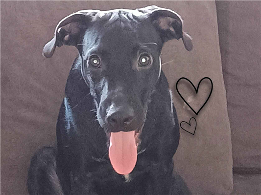 Cachorro cão para adoção Macho Grande 7 a 11 meses 