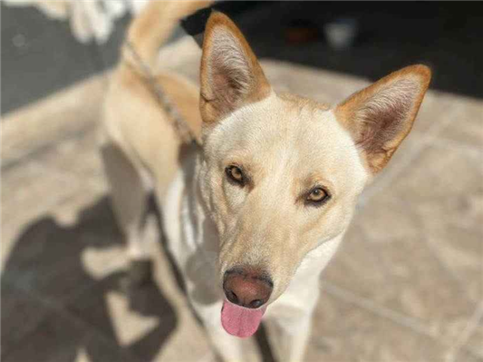 Cachorro cão para adoção Macho Grande 2 anos 