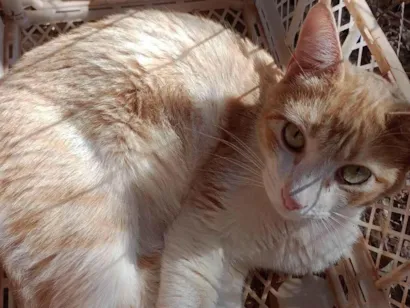 Gato SRD-ViraLata Medio 2-anos