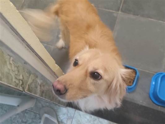 Cachorro cão para adoção Macho Médio  5 anos 
