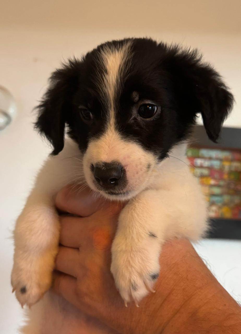 Pongo  para adoção | foto 2