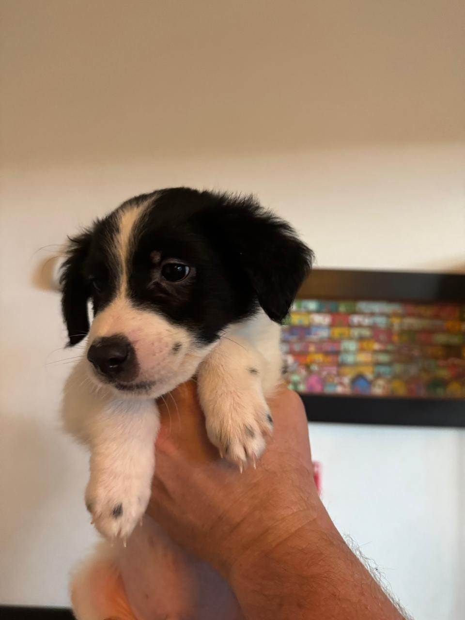 Pongo  para adoção | foto 3