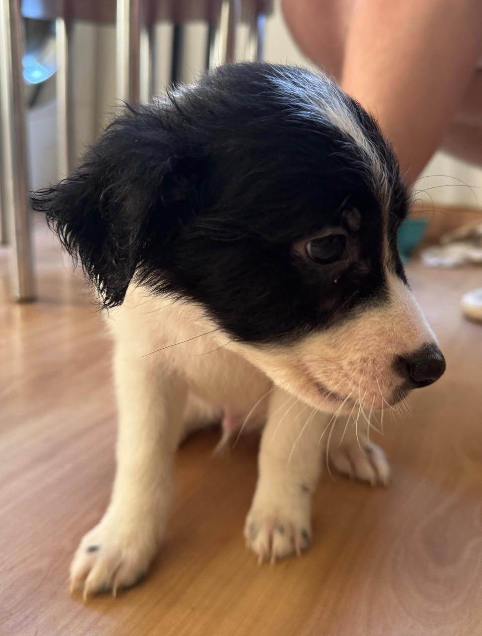 Pongo  para adoção | foto 4