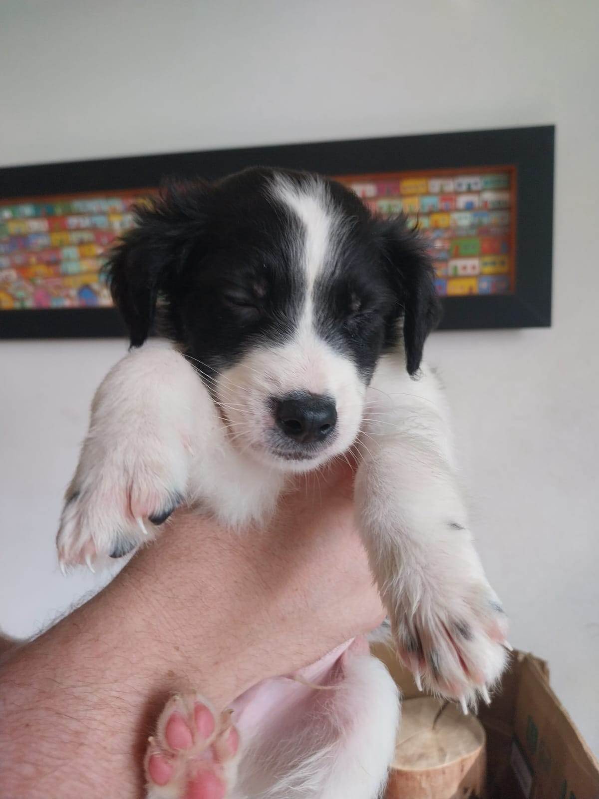 Pongo  para adoção | foto 5