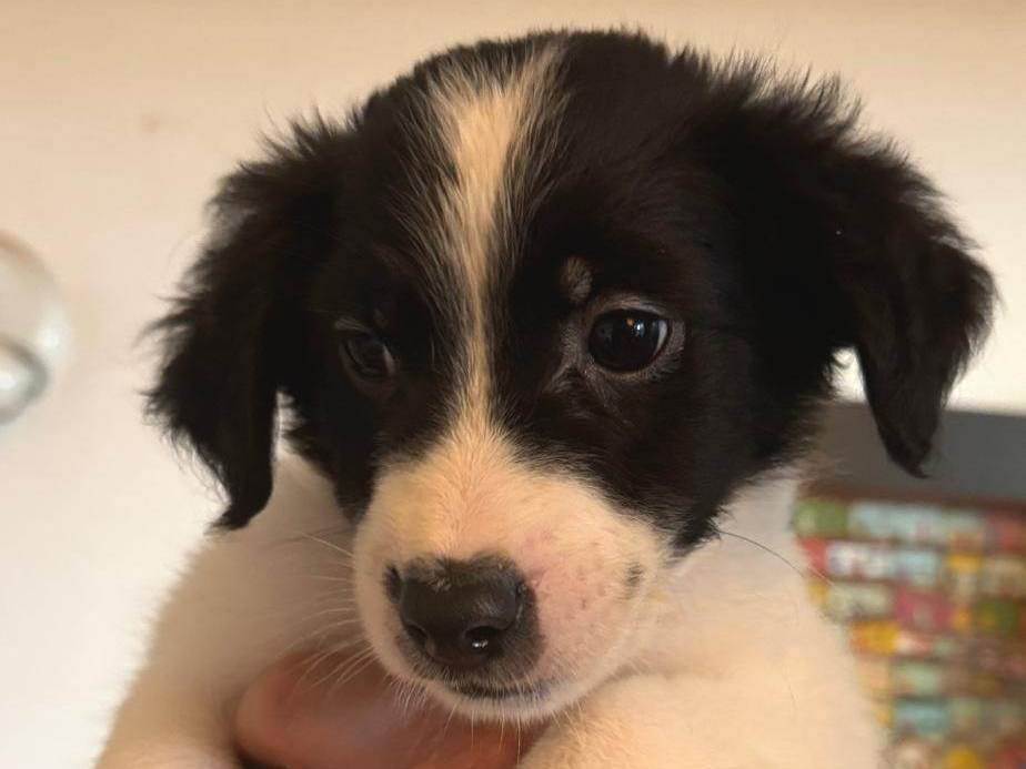 Pongo  para adoção | foto 1