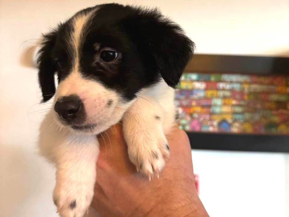 Pongo  para adoção | foto 6