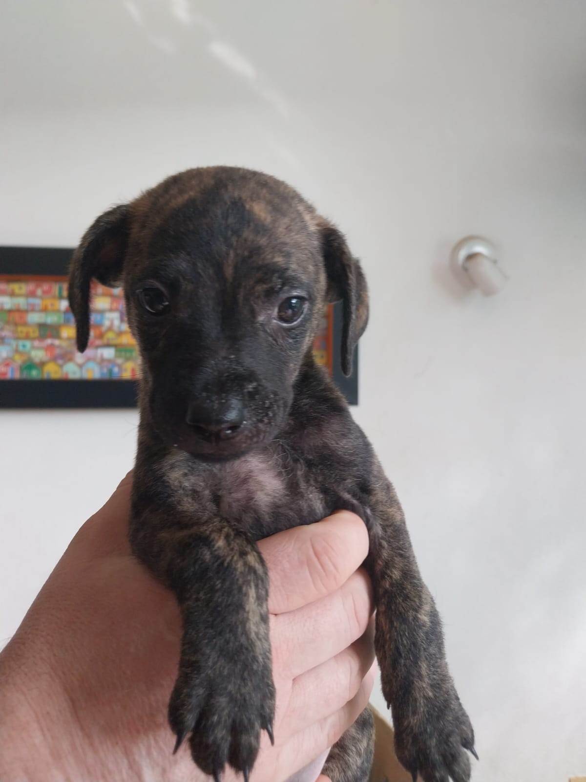 Figo  para adoção | foto 3