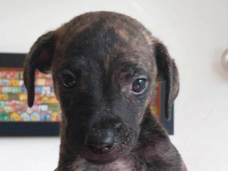 Figo  para adoção | foto 1