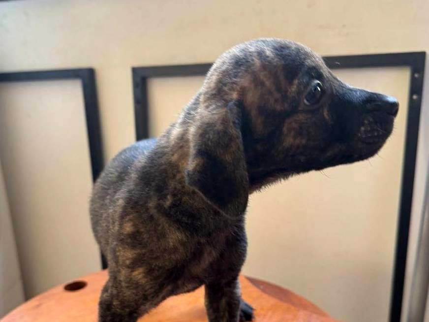 Figo  para adoção | foto 4