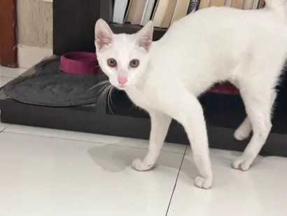 Gato SRD-ViraLata Medio 7-a-11-meses