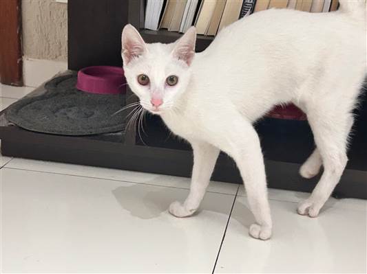 Gato - Macho Médio7 a 11 meses