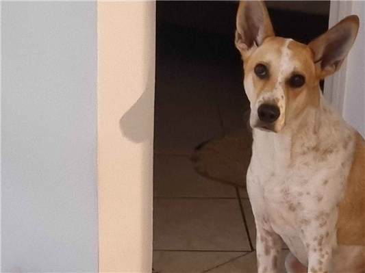 Cachorro cão para adoção Macho Médio  3 anos 