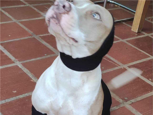 Cachorro cão para adoção Fêmea Grande 3 anos 
