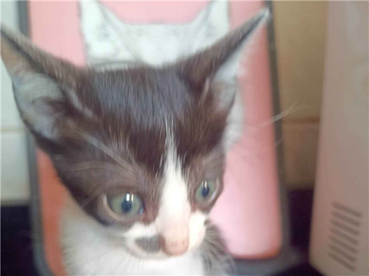 Gato para adoção Macho Pequeno 2 a 6 meses