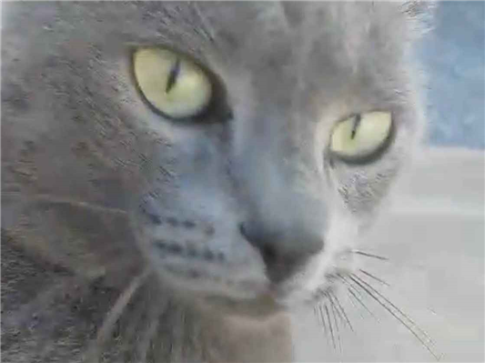 Gato SRD-ViraLata Pequeno 7-a-11-meses