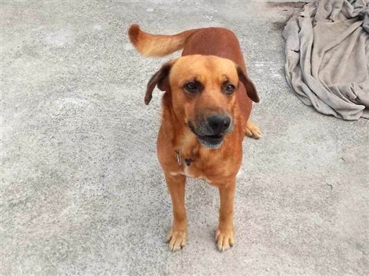 Cachorro cão para adoção Macho Médio  3 anos 